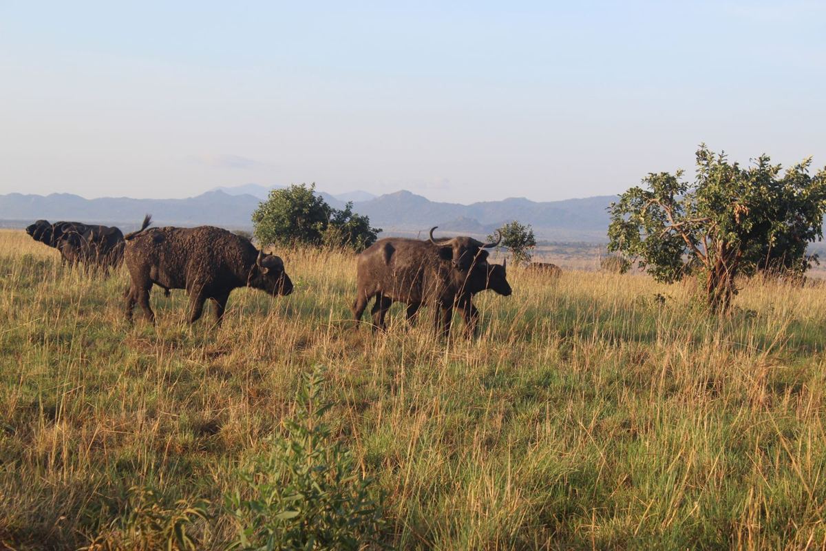 A herd of buffalo moving through grass in the Narus Valley with mountains behind