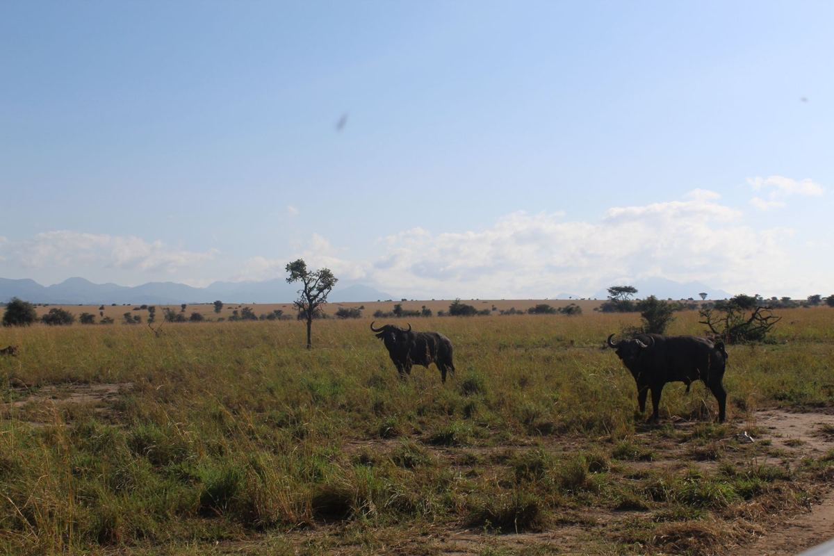 Two buffalo bulls standing in the open grass of the Narus Valley