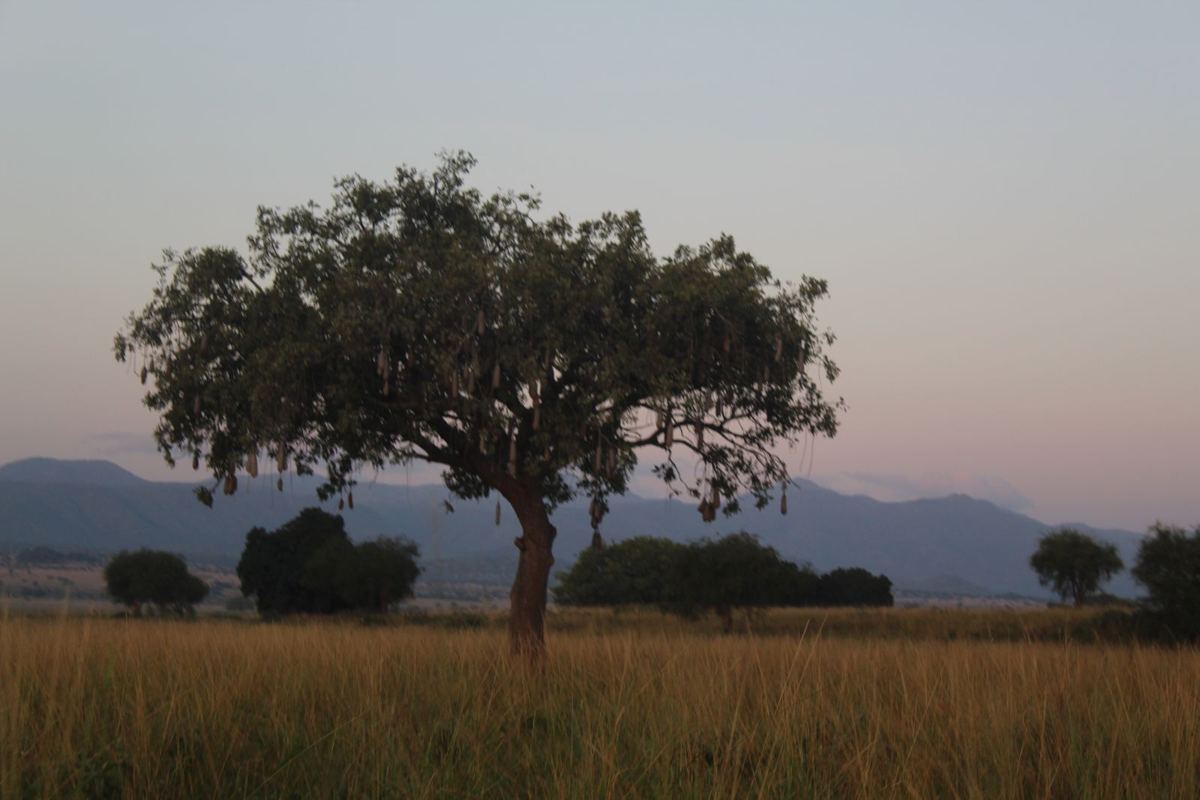 A sausage tree standing alone in golden grass at dusk, mountains on the horizon