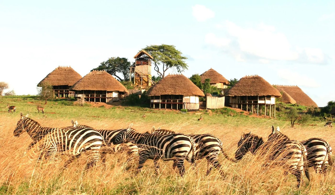 Reetdach-Cottages erheben sich über weidende Zebras in Apoka Safari Lodge in Kidepo