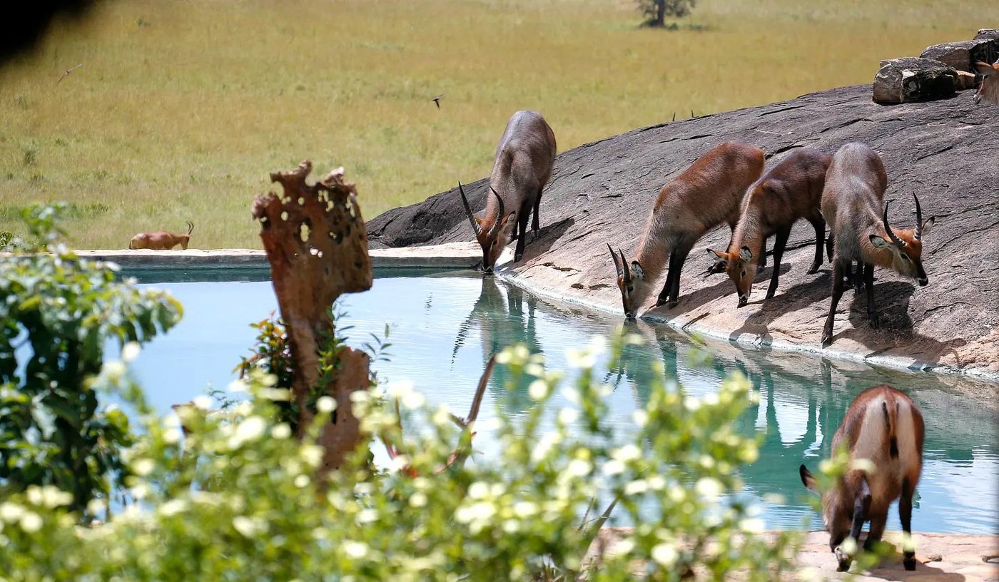 Wasserbock trinken aus dem Fels-Rand-Becken in Apoka Safari Lodge