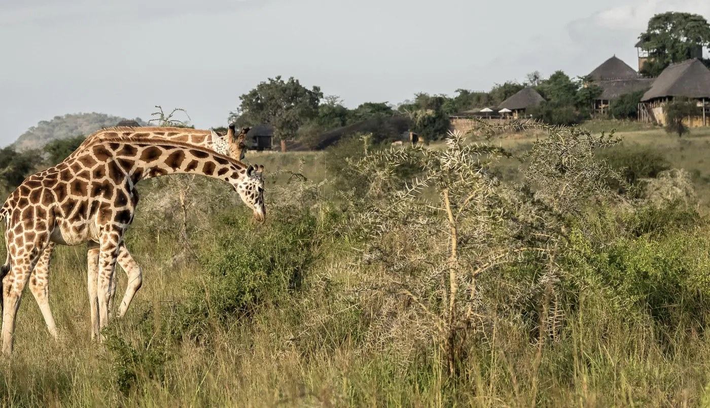 Eine Giraffe weidet auf dem Hügel unterhalb von Apoka Safari Lodge