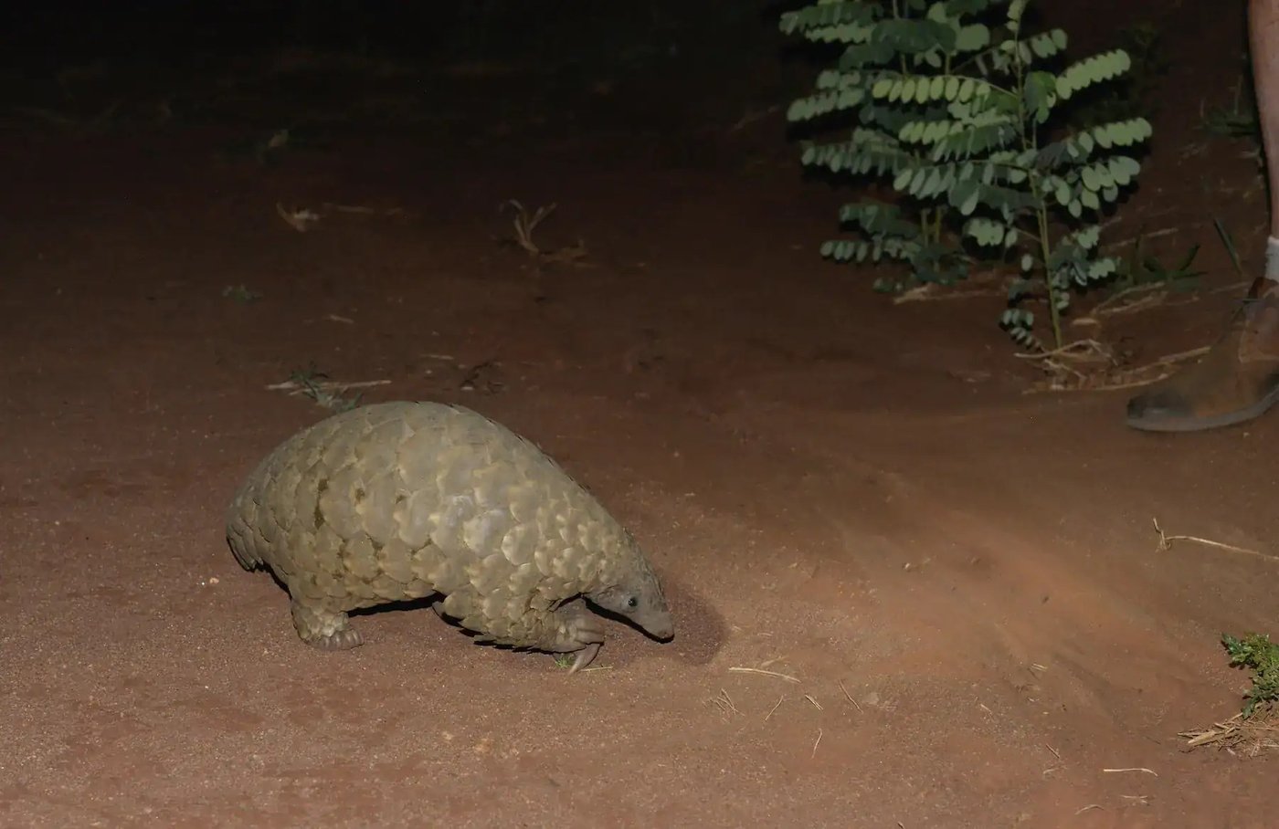 Ein Panzertier foragiert in der Nacht nahe Apoka Safari Lodge