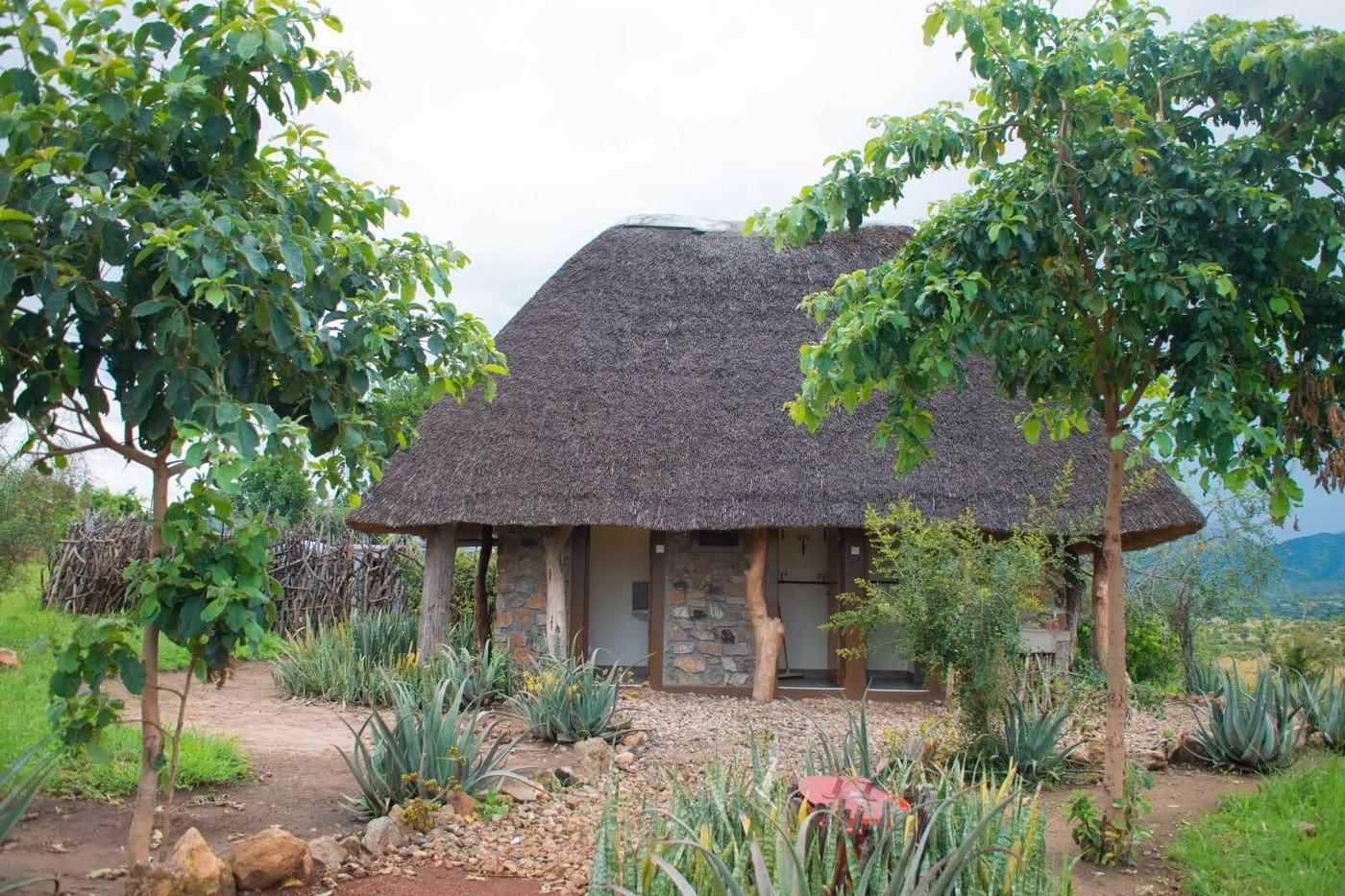 Ein strohdachgedecktes Steinhaus sitzt inmitten von Aloe-Pflanzen in der Kidepo Savannah Lodge